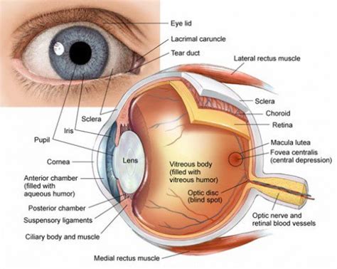 Eye Diagram Labeled Vitreous Humor