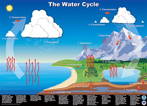 Hydrologic and Carbon Cycle Notes - Joseph Solis Marine Science