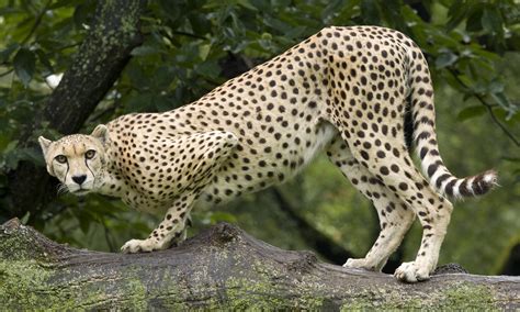 Carnivores | Smithsonian's National Zoo