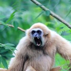 Pileated Gibbon Characteristics | Hylobates Pileatus Facts