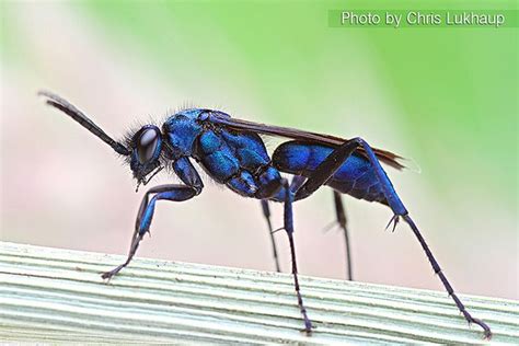 Blue Wasp 3 by Chris Lukhaup, via Flickr | Wasp, Wildlife photos, Bugs ...