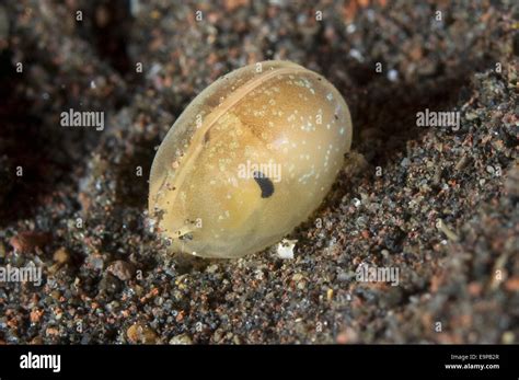 Ostracod hi-res stock photography and images - Alamy