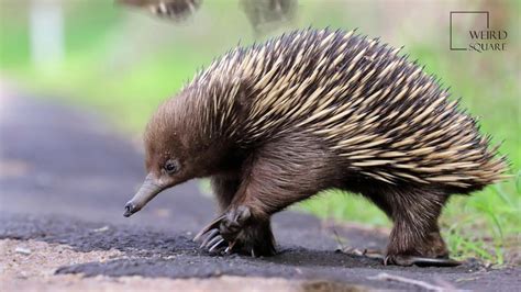 Interesting facts about short beaked Echidna by weird square - YouTube