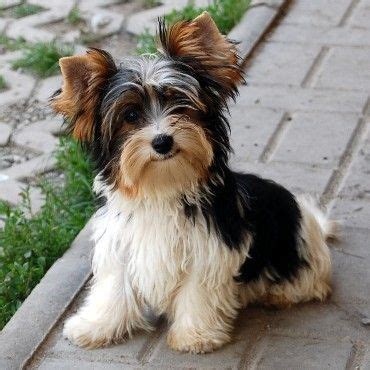 99 Biewer Terriers ideas | biewer yorkie, yorkie, yorkshire terrier