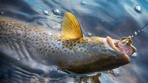 10 Best Trout Lures for Rivers and Streams