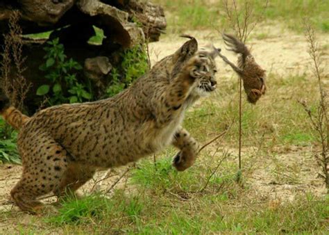 Lince ibérico: salvar un depredador para salvar la biodiversidad