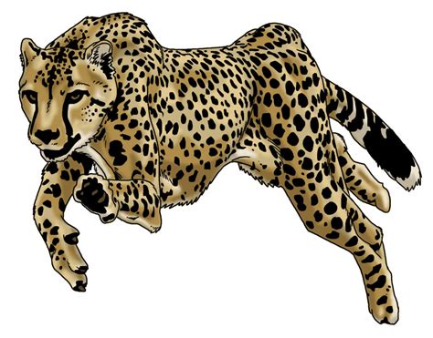 Cheetah Running Drawing at GetDrawings | Free download