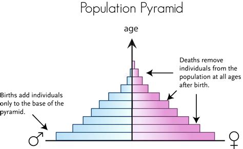 How To Read Age Structure Diagrams