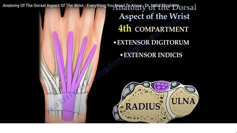 Dorsal Wrist Anatomy — OrthopaedicPrinciples.com