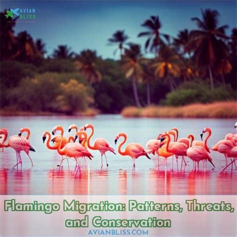 Flamingo Migration: Patterns, Threats, and Conservation