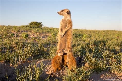 Baby Meerkats | Will Burrard-Lucas