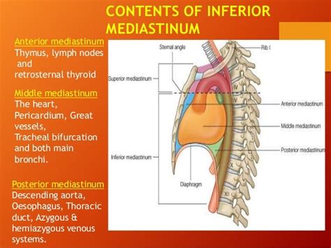 Mediastinal mass