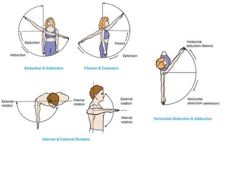 Shoulder Flexion Muscles