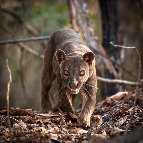 Fossas: 5 Facts about Madagascar’s false felines - Africa Geographic