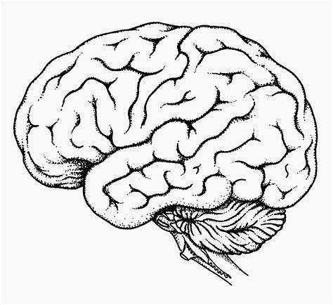 Brain Outline Drawing at GetDrawings | Free download