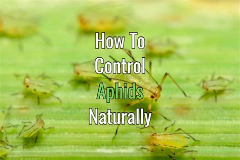 How To Control Aphids - 4 Simple Methods To Battle Aphids Naturally