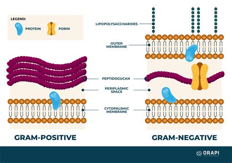 Gram Positive vs Gram Negative Bacteria | ORAPI Asia