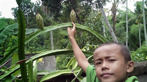 Pohon Buah Naga Berbunga Namun Belum Pernah Bisa Jadi Buah - Photo Blog