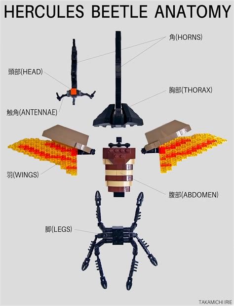 Beetle Wings Anatomy