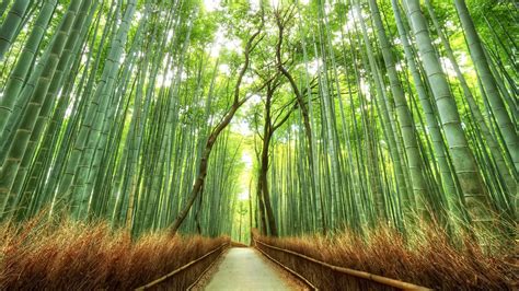 bamboo, Path, Japan, Kyoto, Trees Wallpapers HD / Desktop and Mobile ...