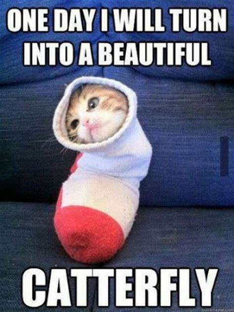 29 Funny Crying Cat Memes Will Make You All Warm and Fuzzy