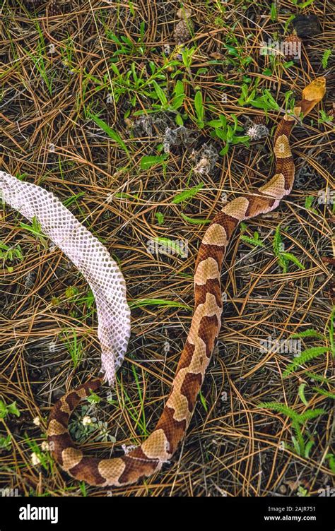 Copperhead snake shedding its skin; Agkistrodon contortrix Stock Photo ...