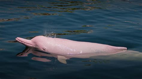 Delfín rosado, una de las especies de agua dulce más hermosas del Río ...