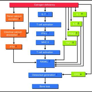 A model of the effects of estrogen defi ciency on bone loss. PGE2 ...