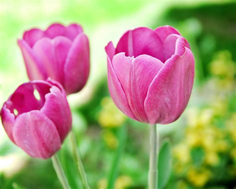 Free Purple And Pink Tulips Wallpaper Phone For Wallpaper Idea