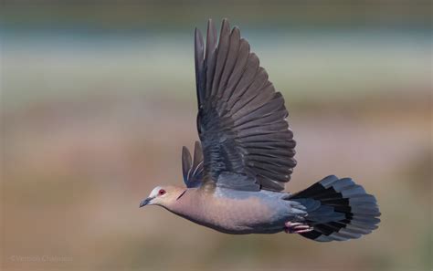 Vernon Chalmers Photography: Birds in Flight Photography Training Cape Town