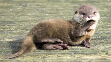 4 Facts You *OTTER* Know About Otters — Potomac Conservancy