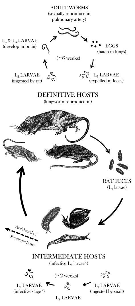 The life cycle of the rat lungworm (Angiostrongylus cantonensis) in ...