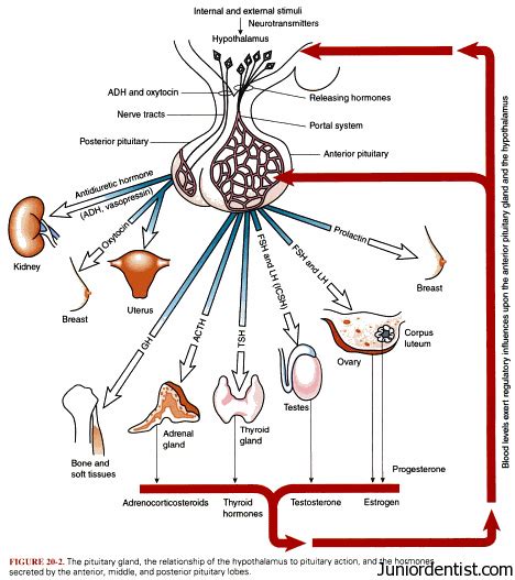 Hormones Secreted by Pituitary Gland and their functions