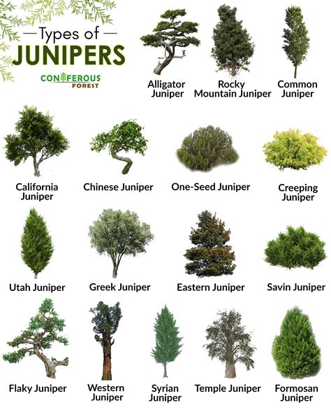 Everything you need to know about juniper trees, including their ...