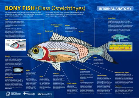 Poster: Bony Fish - Internal Anatomy (including information ...