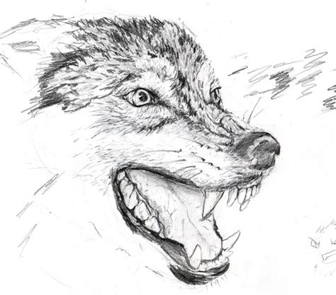 Angry Wolves Drawings Images & Pictures - Becuo