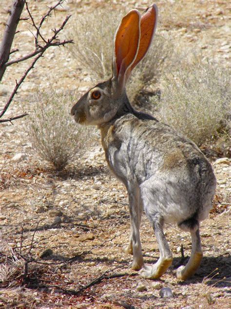 Desert Animals Pictures And Information