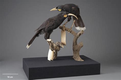 Huia. Mounted specimens. extinct | Bird, Extinct animals, New zealand