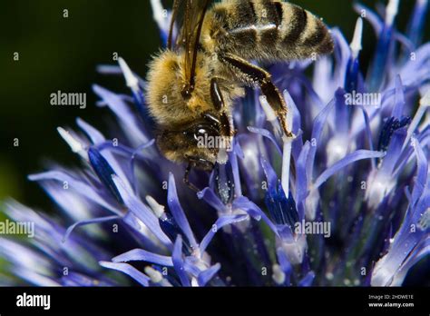 bee, honey bee, pollination, bees, honey bees, pollinations Stock Photo ...