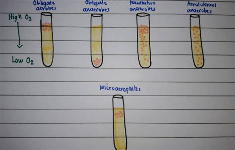 [Solved] An obligate anaerobe would grow at this location in a fluid ...