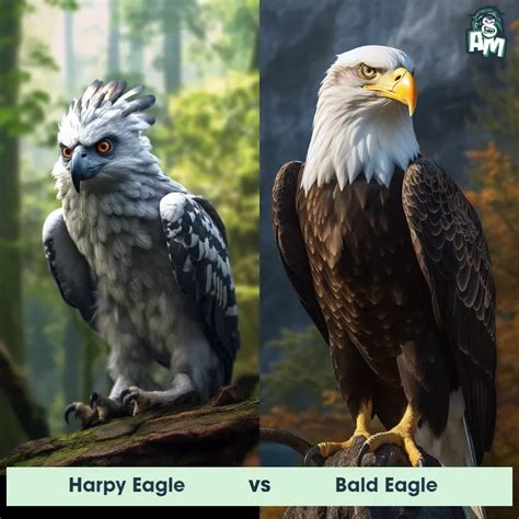 Golden Eagle vs Bald Eagle: See Who Wins | Animal Matchup