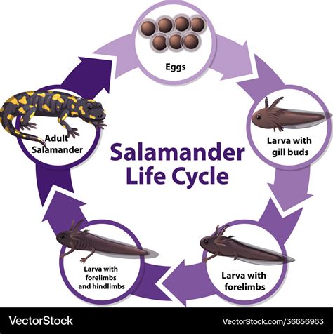 Salamander life cycle diagram Royalty Free Vector Image