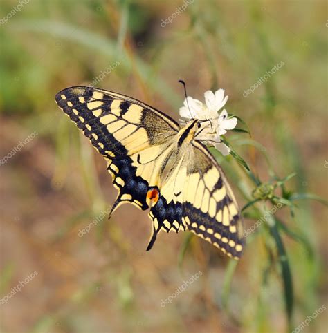 Papilio machaon Stock Photo by ©galdzer 6190652