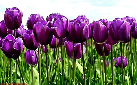 Purple Flag Tulip ( Bulbs) Early Blooming,12/+cm, NOW SHIPPING! in 2021 ...