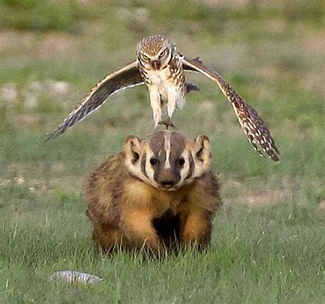 An owl attacks a badger in Badlands National Park, SD | Other Things I ...