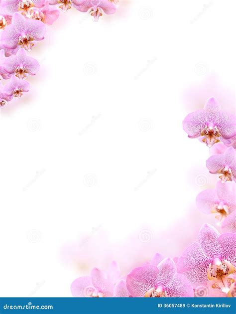 gousicteco: Orchid Clipart Border Images