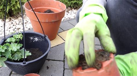 How to plant flowers in a pot - Garden tips and tricks - YouTube