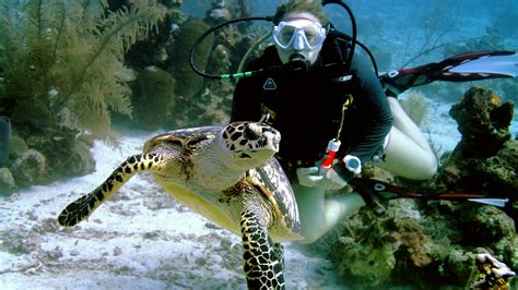 Top Things To Do And Places To Go In Roatan, Honduras - Scuba Diving ...