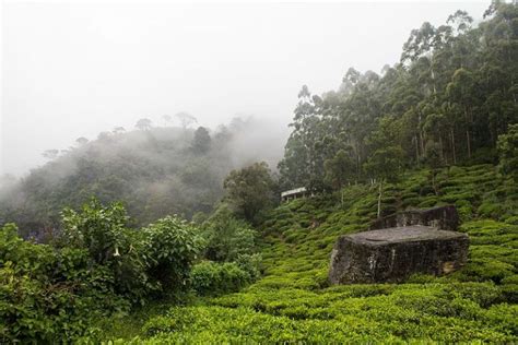 Tea estates in Nuwara Eliya - Enjoy the best scenery and the fresh smell