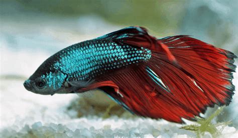 Common Betta Fish Disease Symptoms (Lethargic, Sluggish)